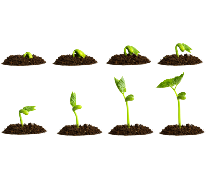 Seeds
